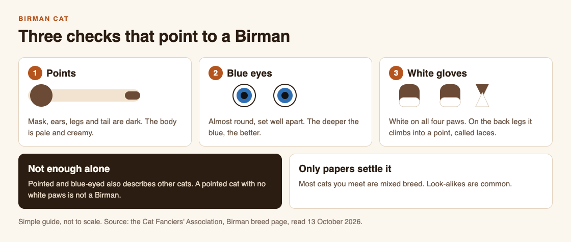 Diagram of the three checks for a Birman cat: dark points, blue eyes and white gloves with laces