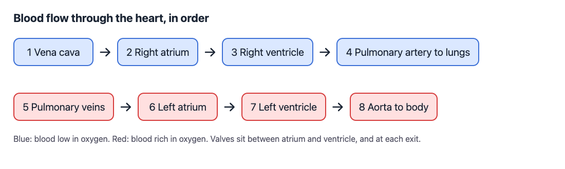 Diagram of blood flow through the heart from the vena cava to the aorta in eight steps