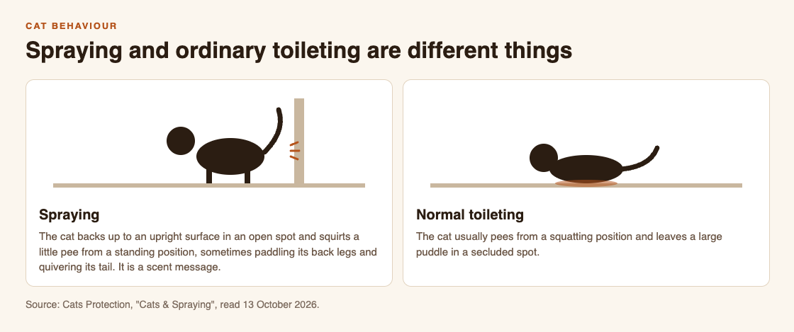 Two cat drawings: one standing and spraying a wall, one squatting to toilet on the floor
