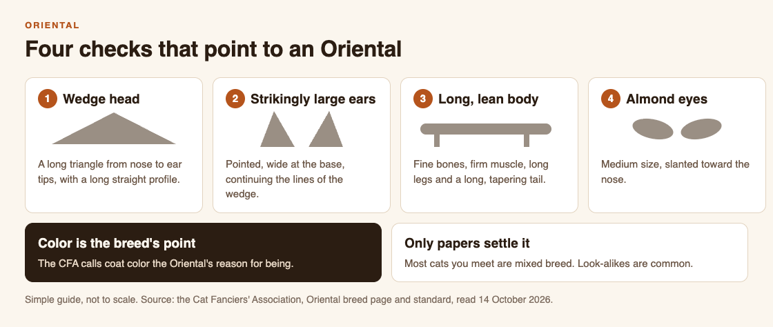 Diagram of four checks for an Oriental: a wedge head, strikingly large ears, a long lean body and almond eyes