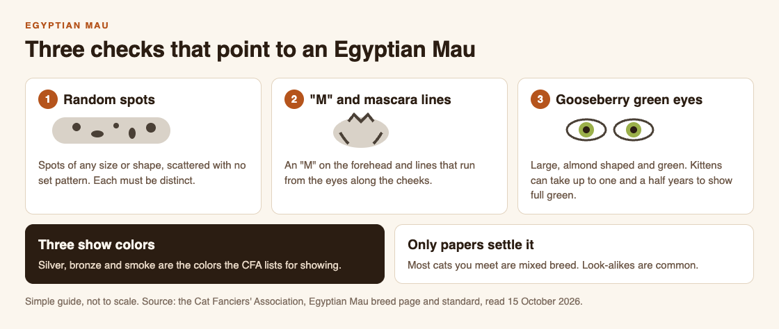 Diagram of three checks for an Egyptian Mau: random spots, an M on the forehead with mascara lines, and gooseberry green eyes