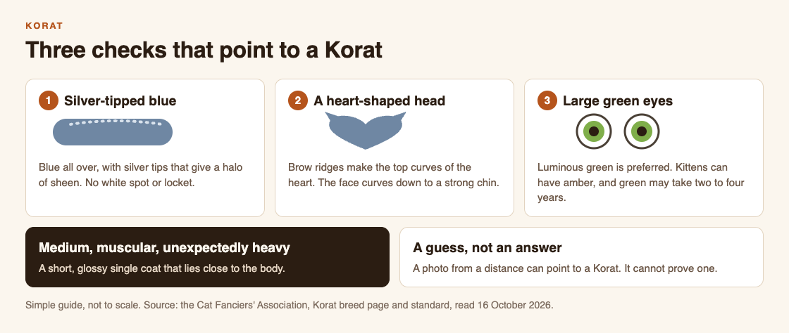 Diagram of three checks for a Korat: silver-tipped blue coat, a heart-shaped head and large green eyes