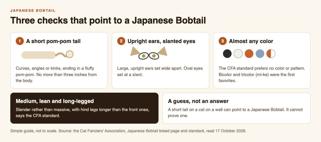 Diagram of three checks for a Japanese Bobtail: a short pom-pom tail, large upright ears with slanted oval eyes, and any color