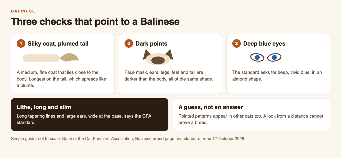 Diagram of three checks for a Balinese cat: a long silky coat with a plumed tail, dark points on the face, ears, legs and tail, and deep blue eyes