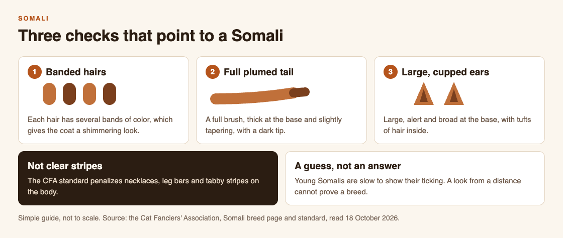 Diagram of three checks for a Somali cat: banded hairs, a full plumed tail, and large ears with tufts