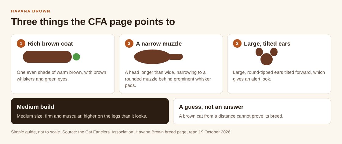 Diagram of three Havana Brown checks: a rich brown coat with green eyes, a narrow muzzle and large forward tilted ears