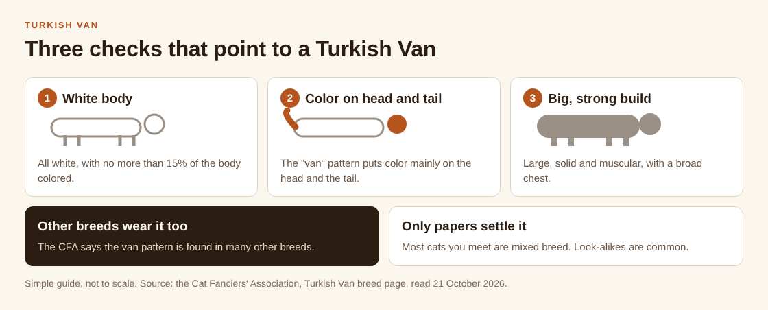 Diagram of three checks for a Turkish Van: a white body, color on the head and tail, and a big strong build