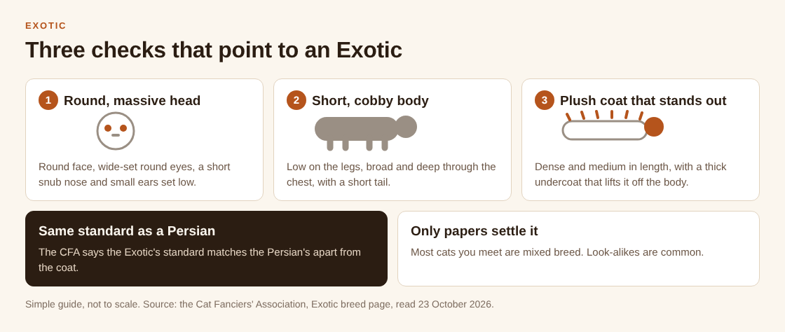 Diagram of three checks for an Exotic: a round massive head, a short cobby body, and a plush coat that stands out from the body