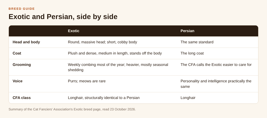 Table comparing the Exotic and the Persian on head and body, coat, grooming, voice and CFA class