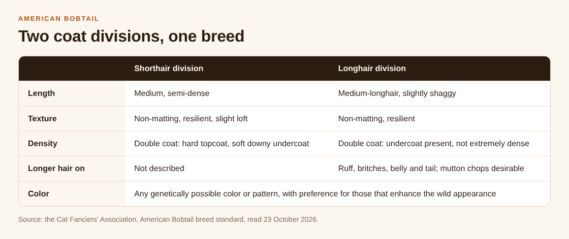Table comparing the American Bobtail shorthair and longhair divisions on coat length, texture, density, longer hair and color