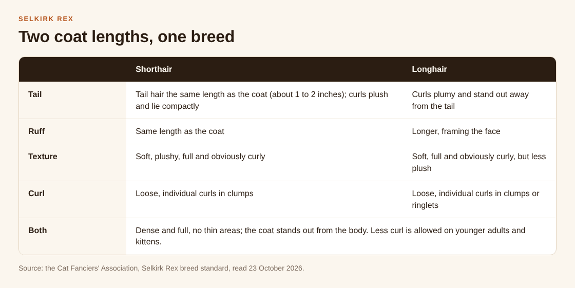 Table comparing the Selkirk Rex shorthair and longhair coats on tail, ruff, texture and curl