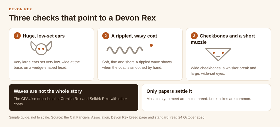 Diagram of three checks for a Devon Rex: huge low-set ears, a rippled wavy coat and wide cheekbones with a short muzzle