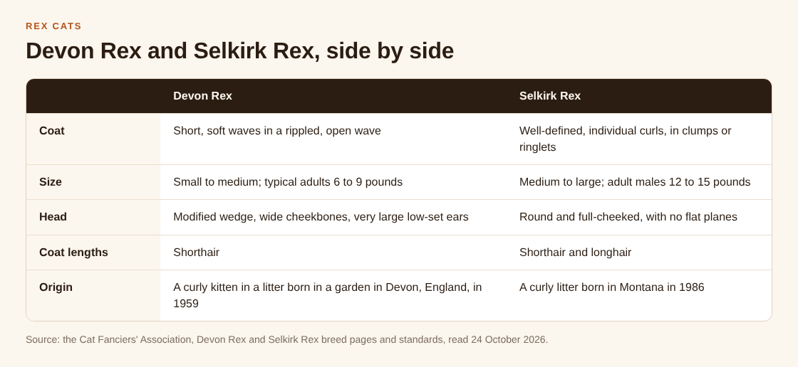 Table comparing the Devon Rex and Selkirk Rex on coat, size, head, coat lengths and origin