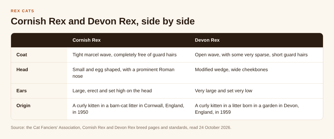 Table comparing the Cornish Rex and Devon Rex on coat, head, ears and origin