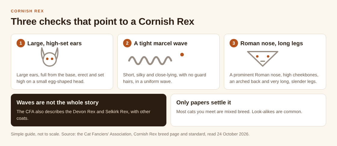 Diagram of three checks for a Cornish Rex: large high-set ears, a tight marcel wave and a Roman nose with long legs