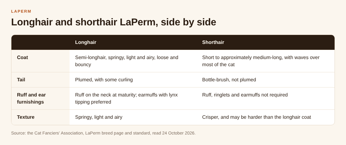 Table comparing the longhair and shorthair LaPerm on coat, tail, ruff and texture