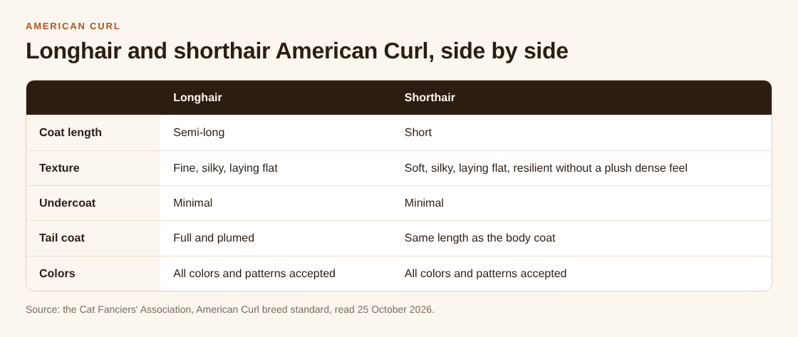 Table comparing the longhair and shorthair American Curl on coat length, texture, undercoat, tail coat and colors
