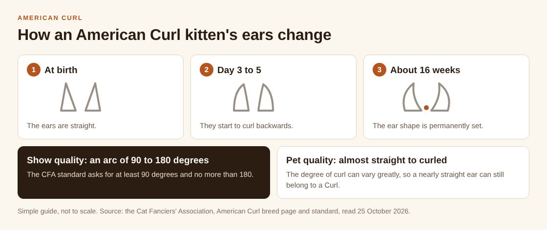 Diagram of how an American Curl kitten's ears change from straight at birth to curling at day 3 to 5 and set at about 16 weeks