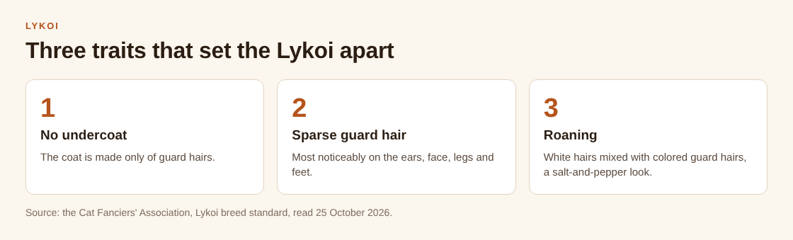 Diagram of the three traits of the Lykoi: no undercoat, sparse guard hair and roaning