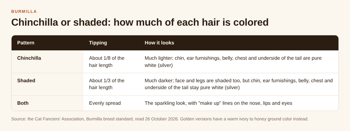 Table comparing Burmilla chinchilla tipping of about one eighth of the hair with shaded tipping of about one third