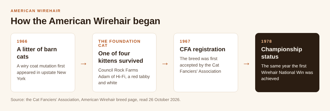 Timeline of the American Wirehair: a 1966 barn cat litter, one surviving kitten, CFA registration in 1967 and championship in 1978