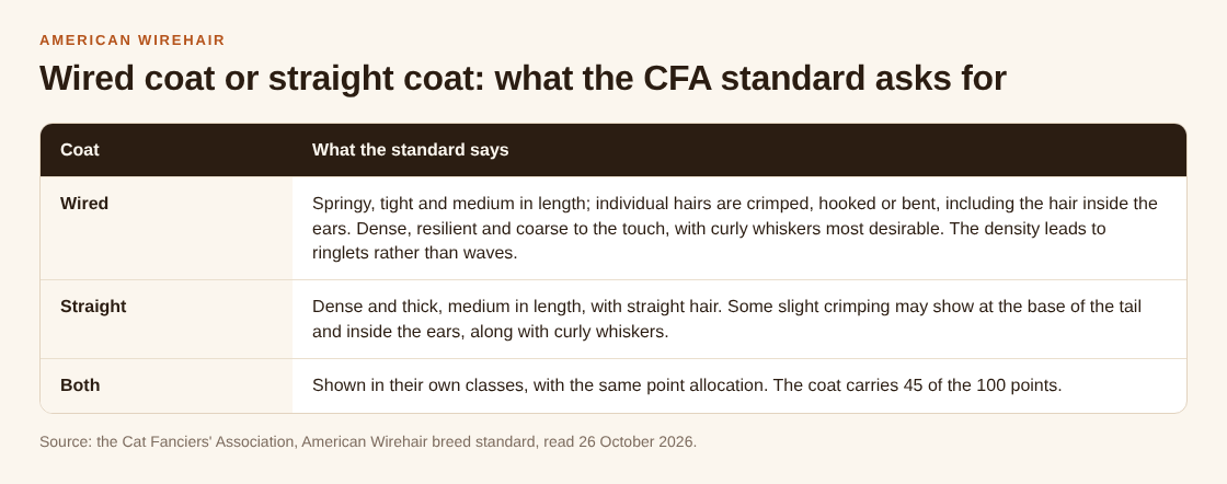Table comparing the wired American Wirehair coat with the straight coat as the CFA standard describes them