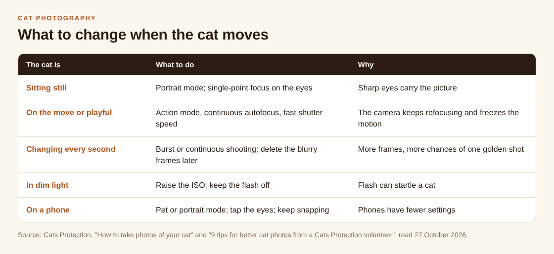 Table of camera settings to change when a cat is still, moving, changing every second, in dim light or photographed on a phone