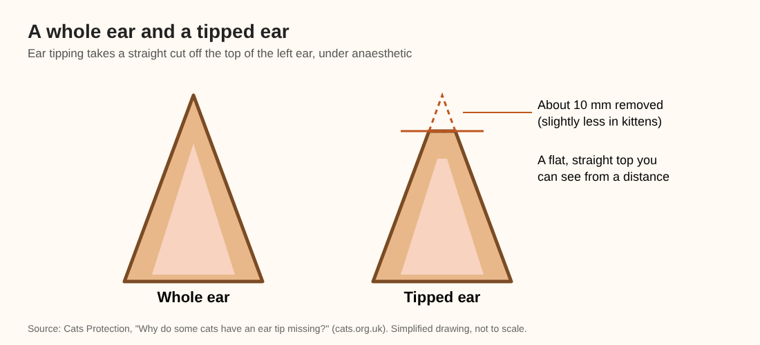 Drawing comparing a whole cat ear with a tipped ear that has a flat top