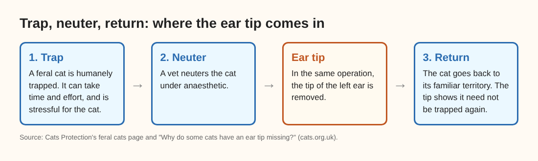 Diagram of trap, neuter and return, showing where the ear tip is removed