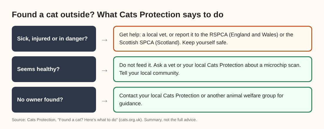 Flow chart of what to do after finding a cat outside, by its condition