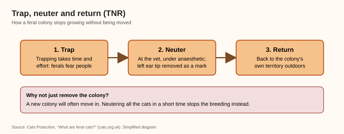 Diagram of the trap, neuter and return steps for a feral cat colony