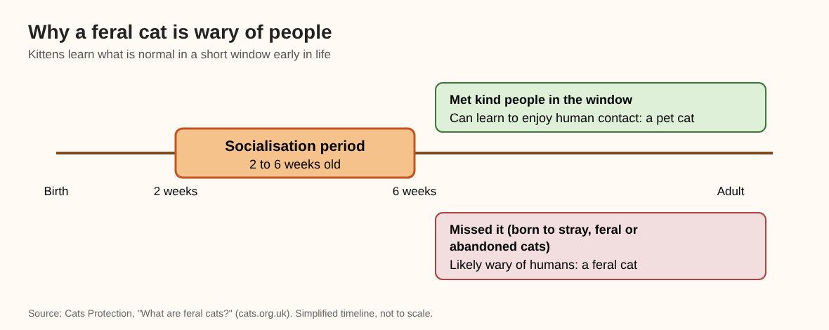 Timeline of a kitten's socialisation period from two to six weeks, and the pet or feral outcome