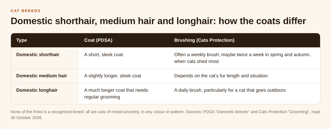 Table comparing domestic shorthair, medium hair and longhair cats by coat and how often to brush them